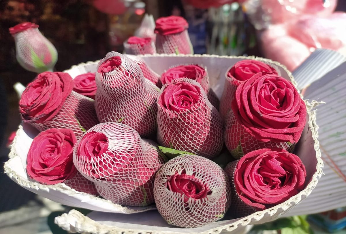 valentine's week started with the rose day