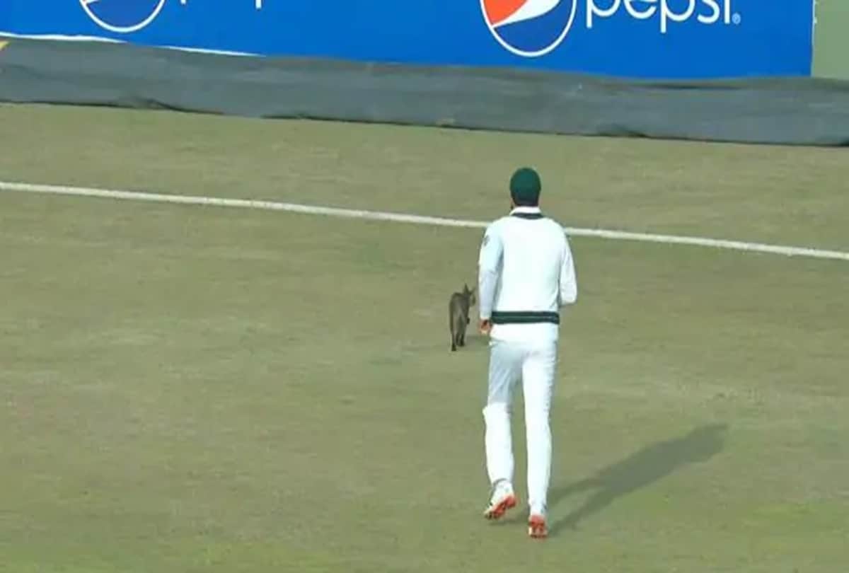PAKvENG: Azhar ali chased a cat during second test against south africa