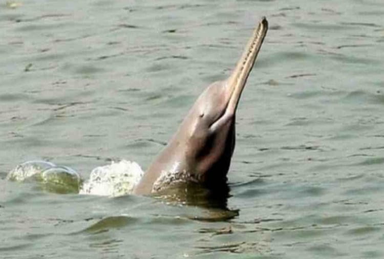 Number of indus dolphin increased in Beas River of Punjab