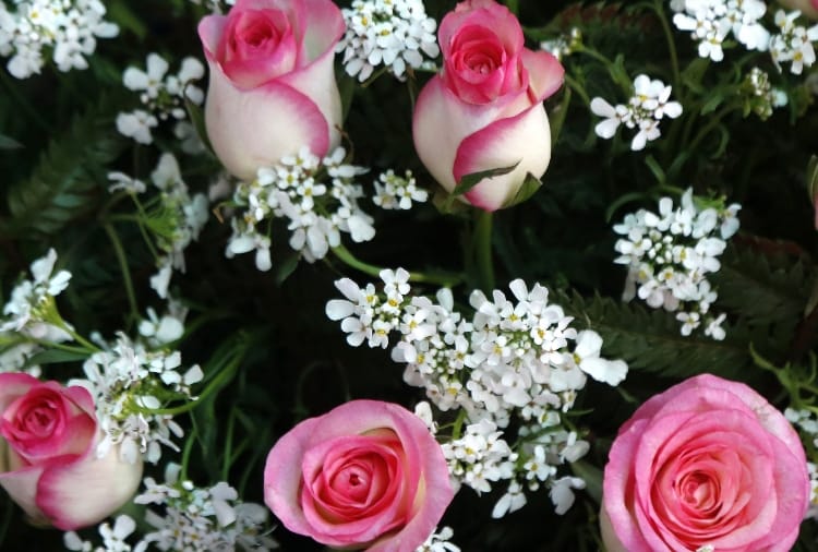 Chandigarh : Only 20 percent roses sold on Rose Day
