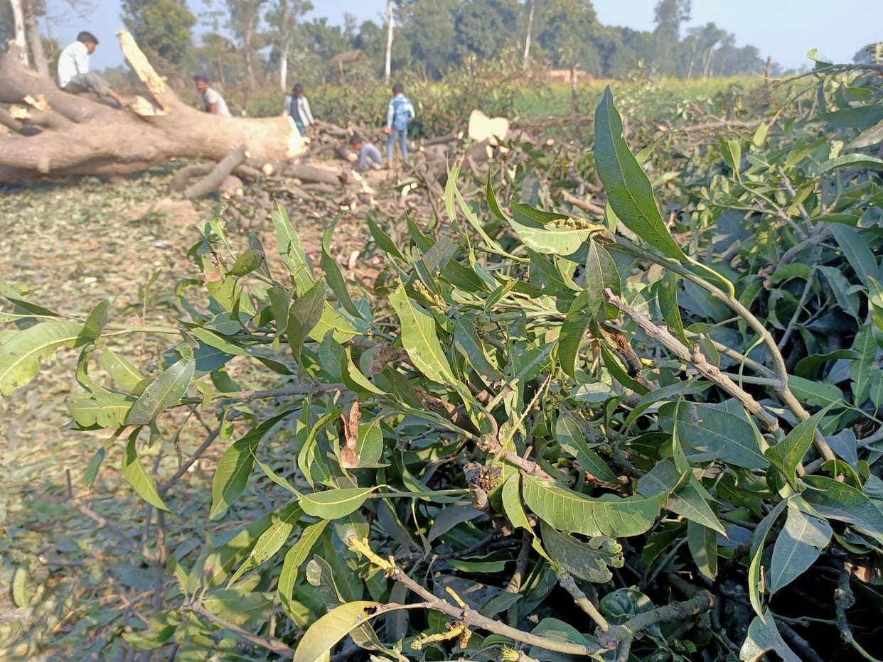 Green mango trees are being cut