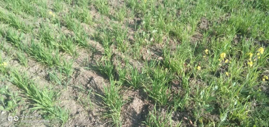 crop crisis harvesting