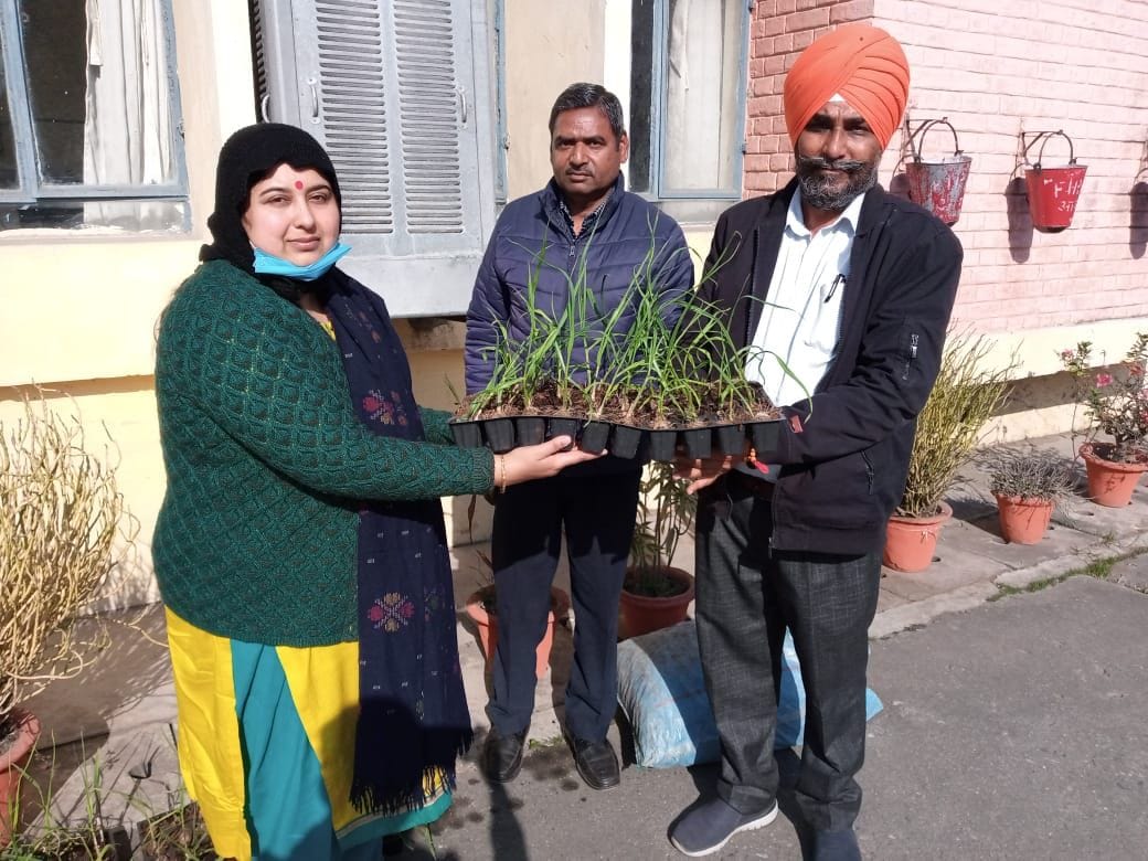 Sugarcane brought from Karnaal