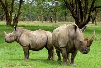 काजीरंगा राष्ट्रीय उद्यान में मौजूद गैंडे