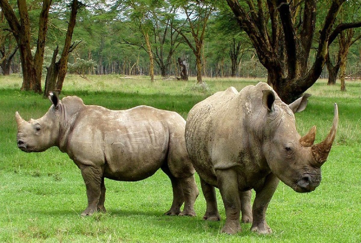 Interesting facts about Kaziranga National Park