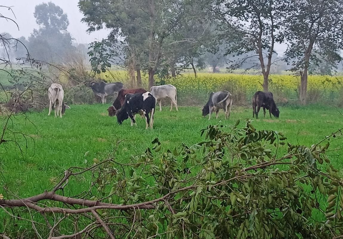 Not following orders, the holiday wasting the crop