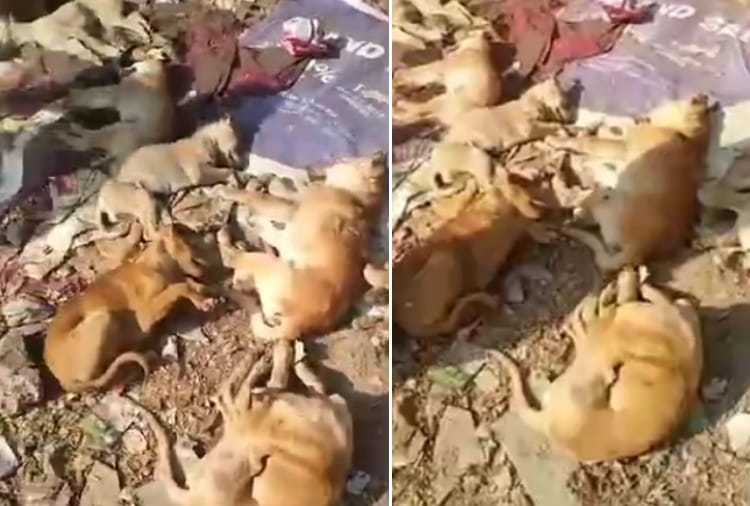 Seven dogs died due to poison in Amritsar of Punjab
