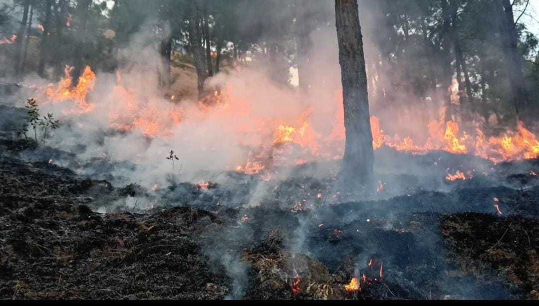 Fire in the forests of Chami and Quairali