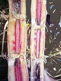 Red rot disease found in Dhampur-Afzalgarh