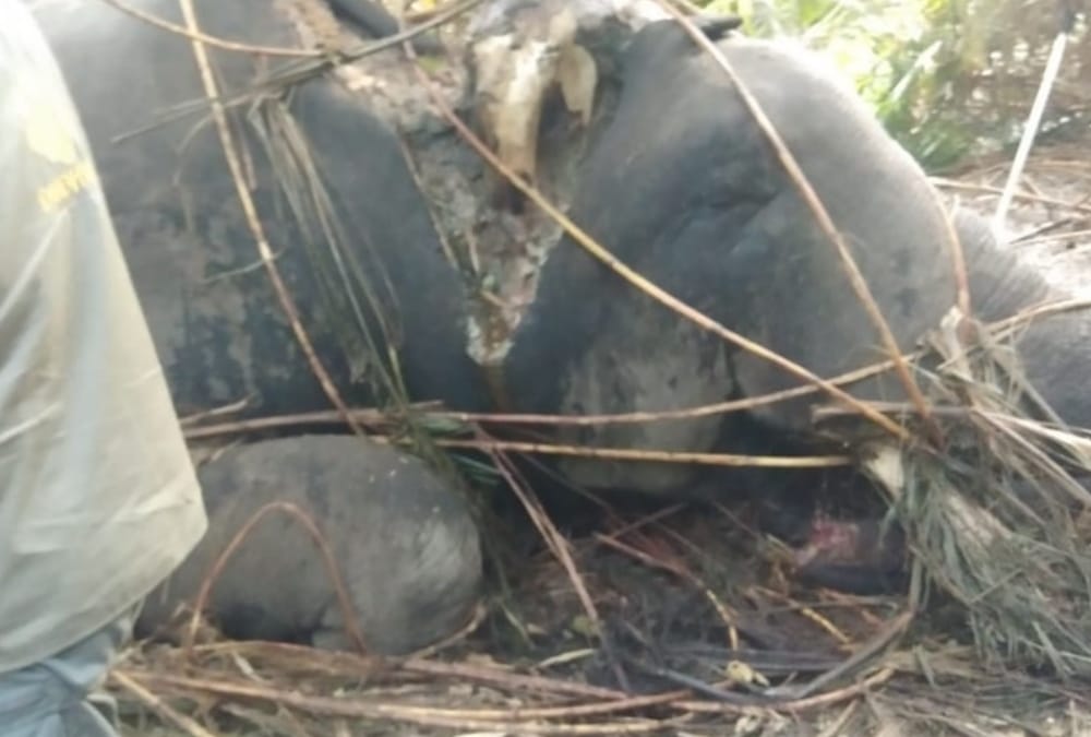 An elephant died in Bahraich.
