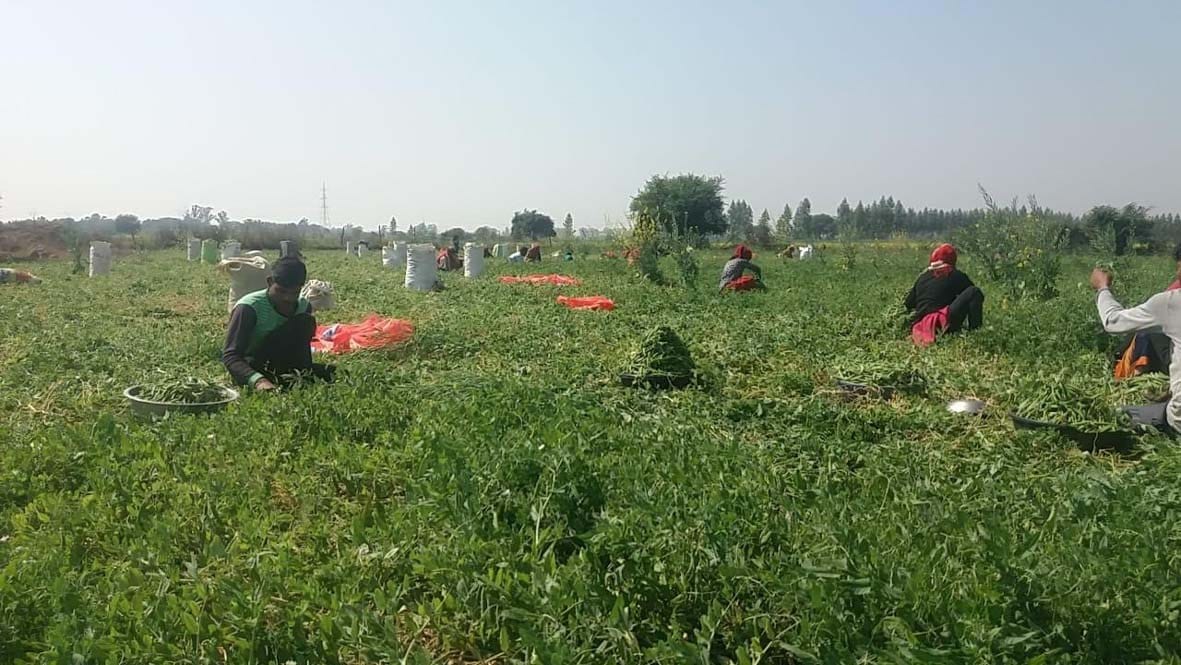 ODOP Scheme: Farmers and Traders Excited on Peas