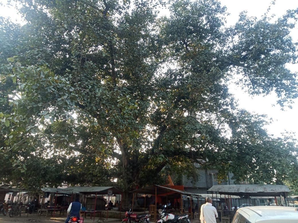 Hundred years old trees will be saved as heritage