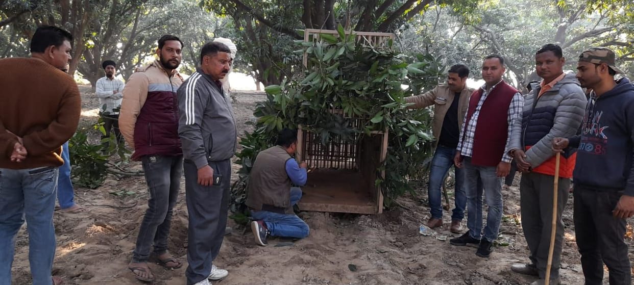 cage for Tiger