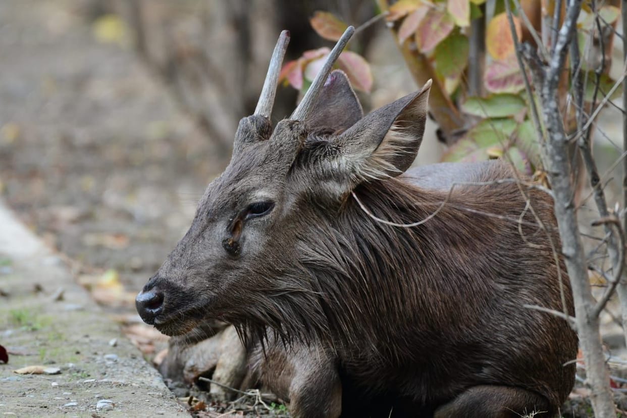Sambhar reached the residential area wandering the path of the forest