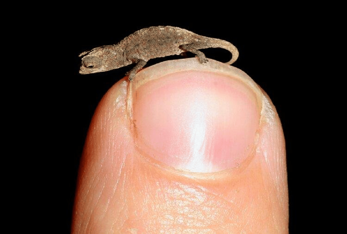 most smallest chameleon in the world found in northern madagascar
