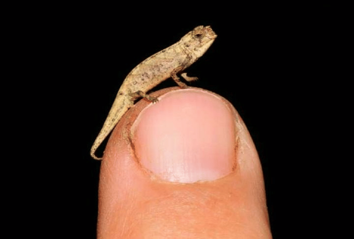most smallest chameleon in the world found in northern madagascar