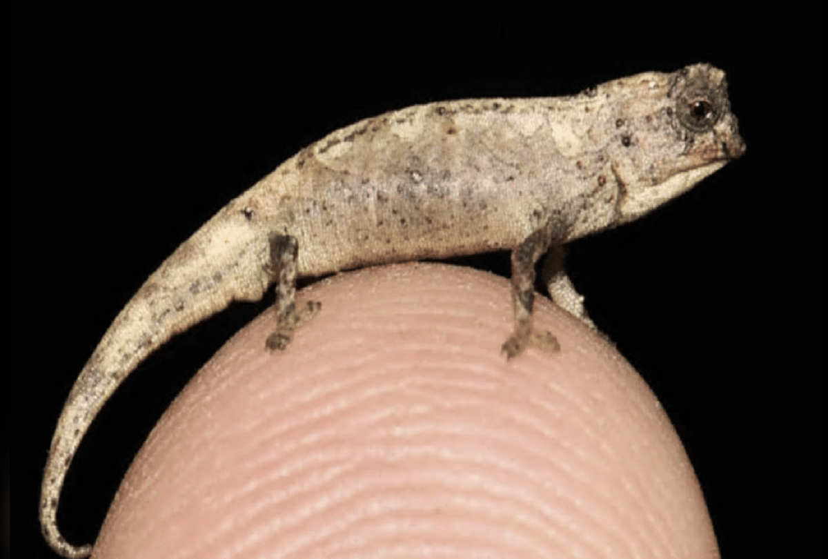 most smallest chameleon in the world found in northern madagascar