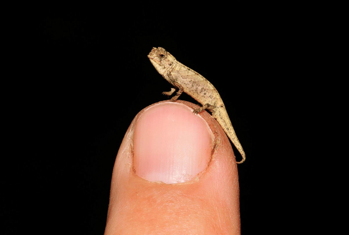 most smallest chameleon in the world found in northern madagascar
