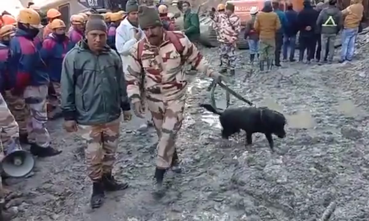 chamoli rescue operation: The ITBP has deployed its sniffer dog squad for rescue operations inside the tunnel near Tapovan Dam