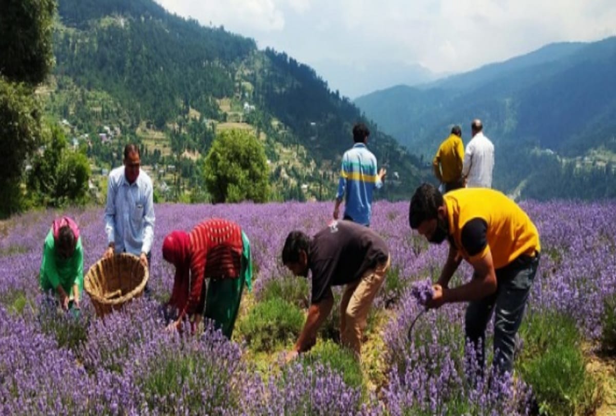 Jammu kashmir news: Lavender will make farmers self-sufficient