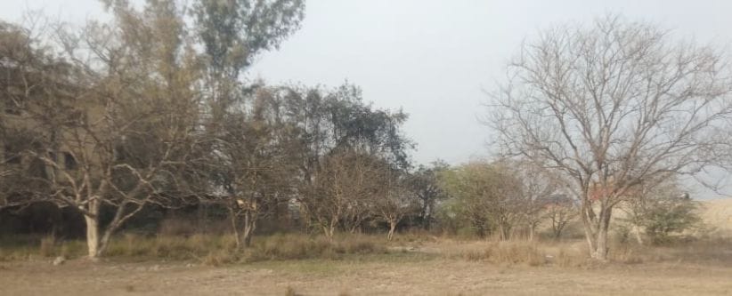 horticulture,fathepur news,amala,produce,one distrit one product