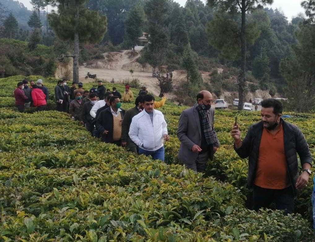 Tea Farming In champawat
