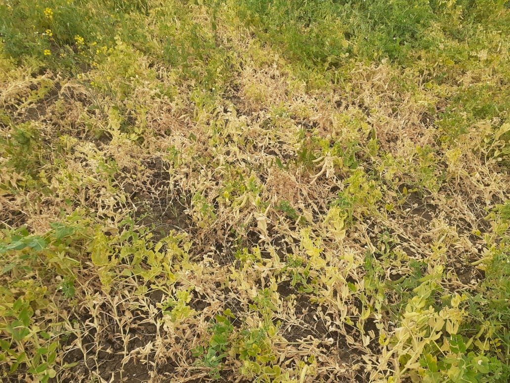 channa, mater pulses crop destroyed by winter