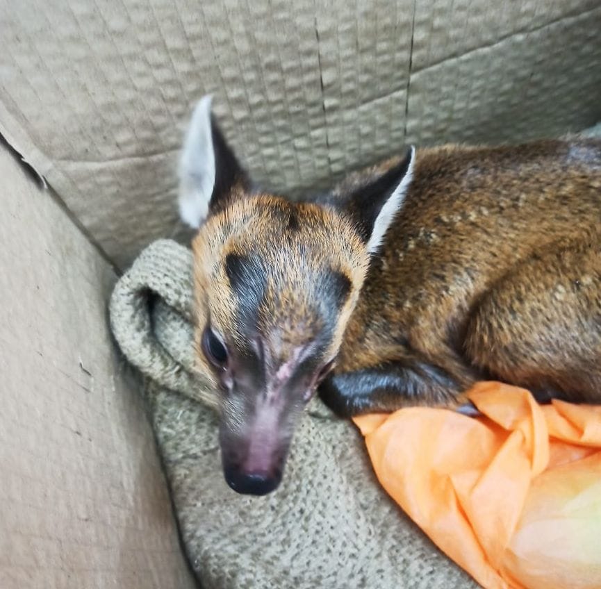 chamba news dear child died found near perel chamba
