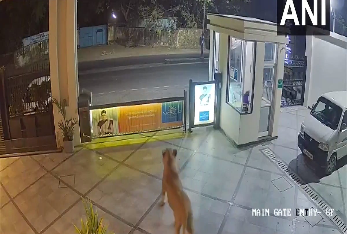 A lion was seen strolling at the premises of a hotel in Junagadh on February 8