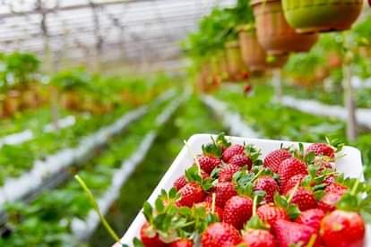 mahendra singh dhoni increased sales of vegetables and fruits earn 30 lakh rupees by selling strawberries