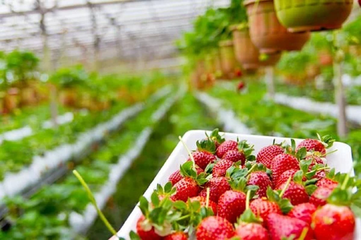 Plowed crops of strawberry and broccoli in field which earned millions