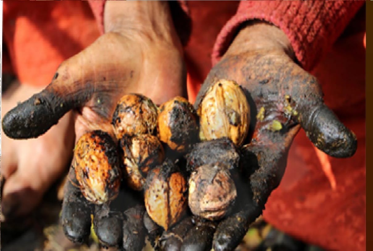 Jammu and Kashmir Bhushan Walnut species Shere Kashmir University of Agricultural Sciences and Technology Jammu