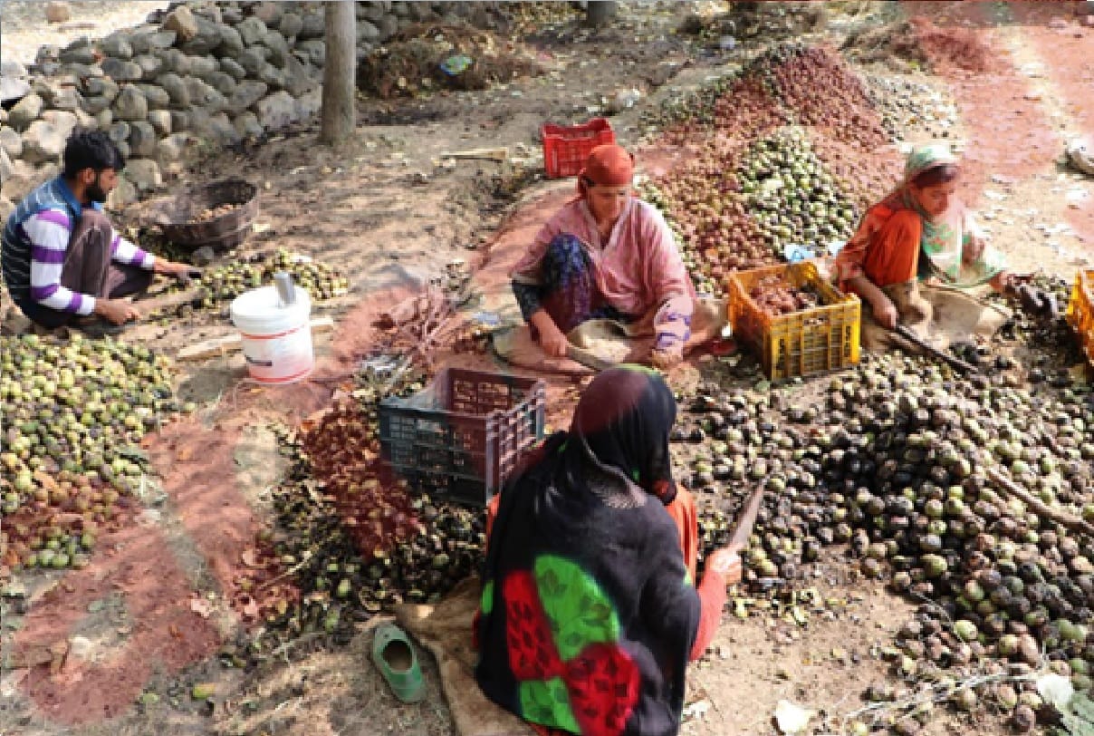 Jammu and Kashmir Bhushan Walnut species Shere Kashmir University of Agricultural Sciences and Technology Jammu