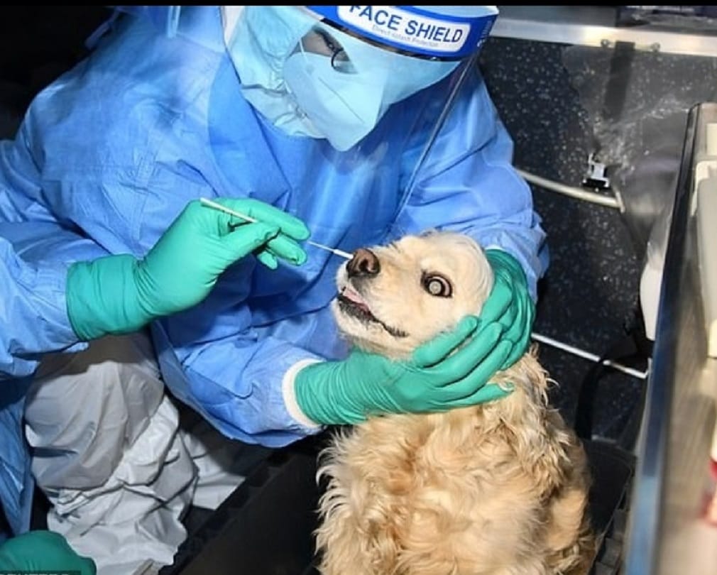 Chinese scientists believed that British variant of coronavirus B117 came from dogs in humans