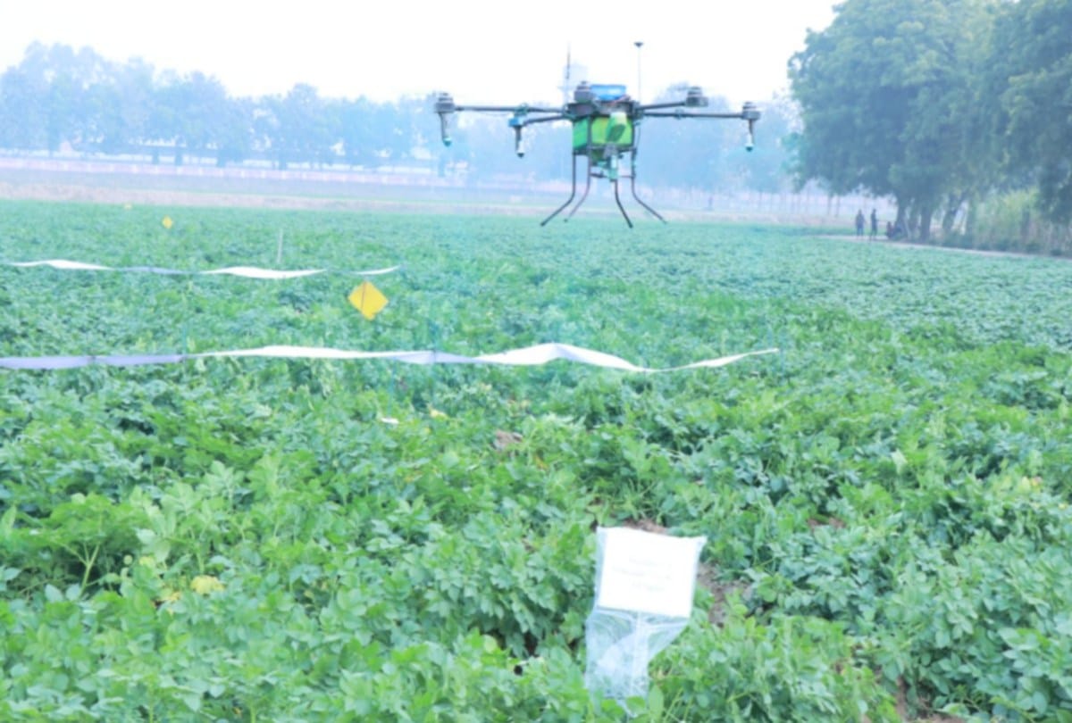 Spraying with drones on potato crop will be able to control pests
