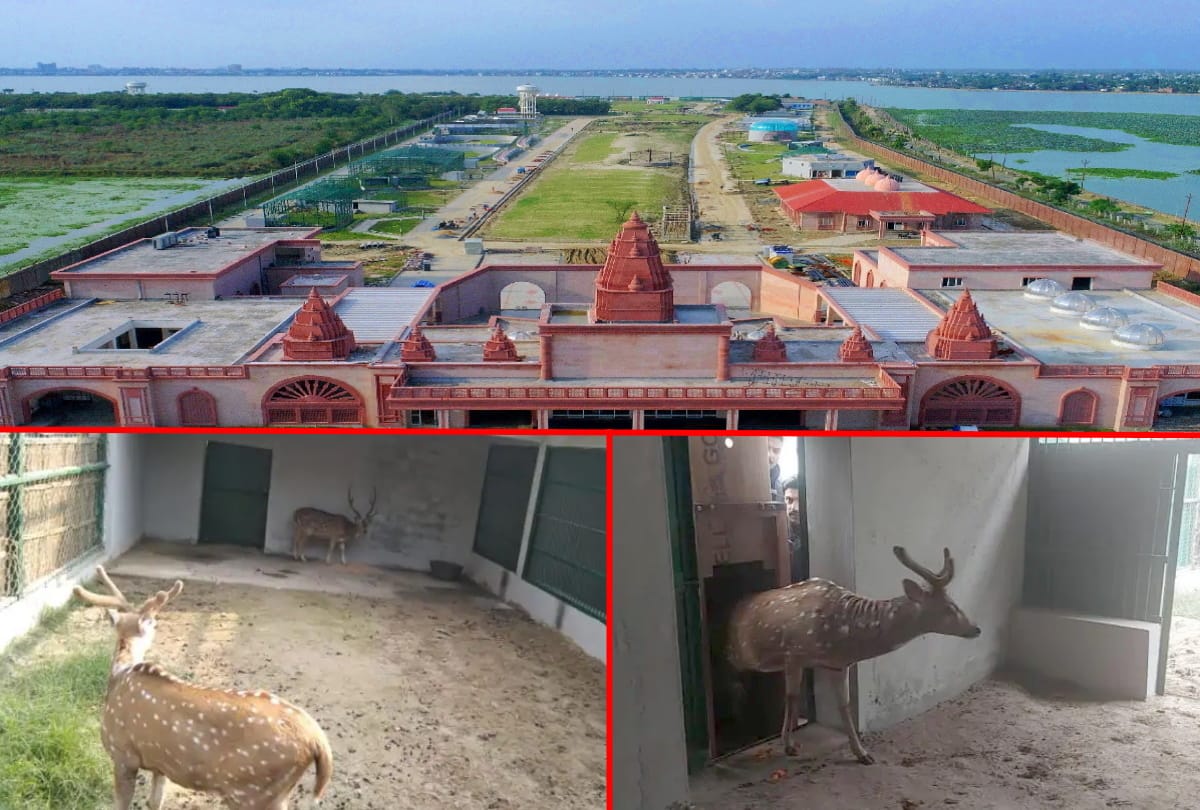 gorakhpur zoo got two spotted deer and one hog deer from vinod van