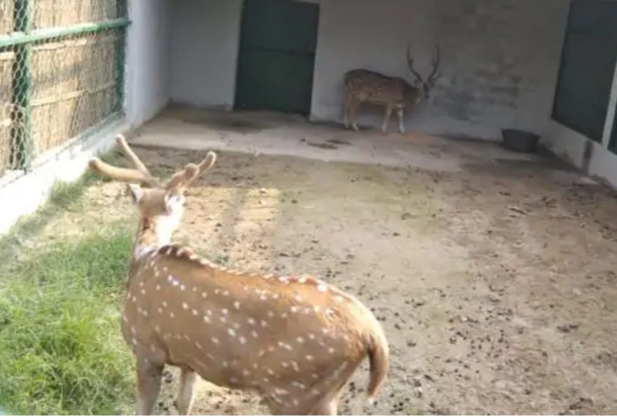 CM Yogi inaugurated Gorakhpur Zoo live update