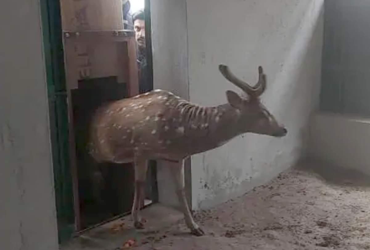 Forest workers became ruthless in controlling deer at Gorakhpur