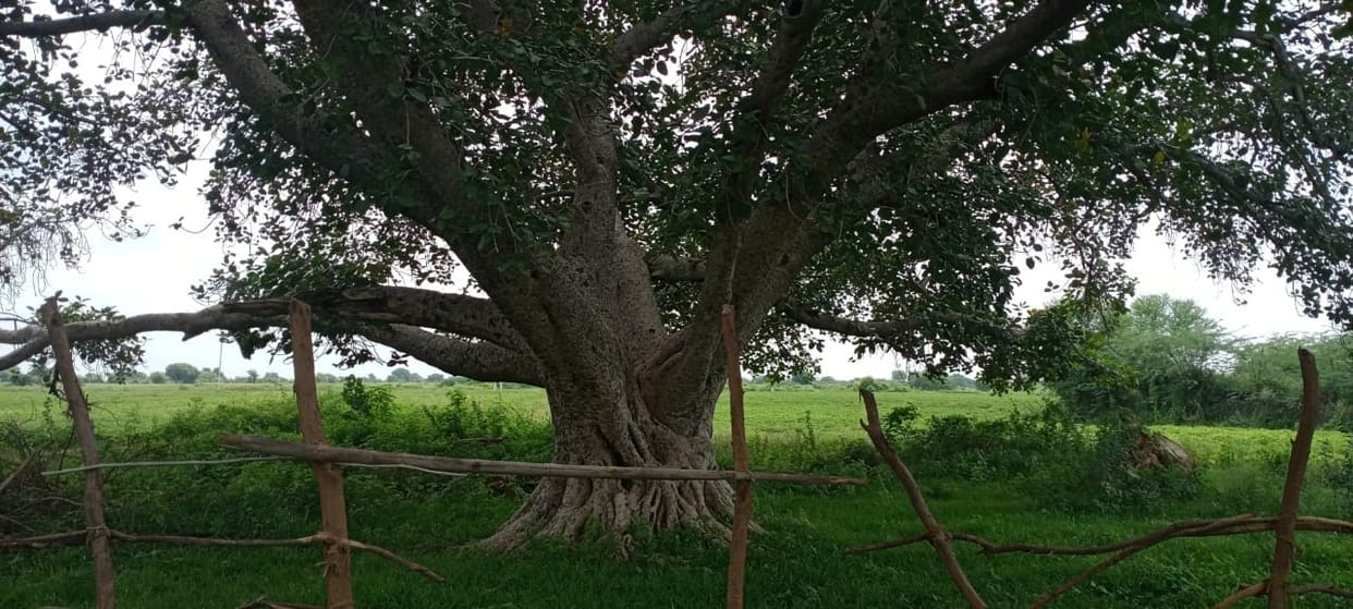 100 years old tree rejister virasat