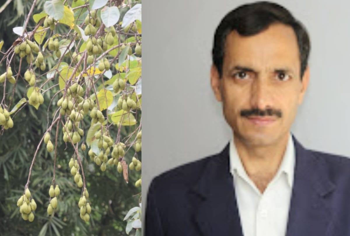 Harad farming by College of Horticulture and Forestry Neri Hamirpur