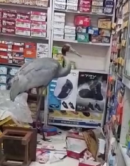 The stork entered the shoe store
