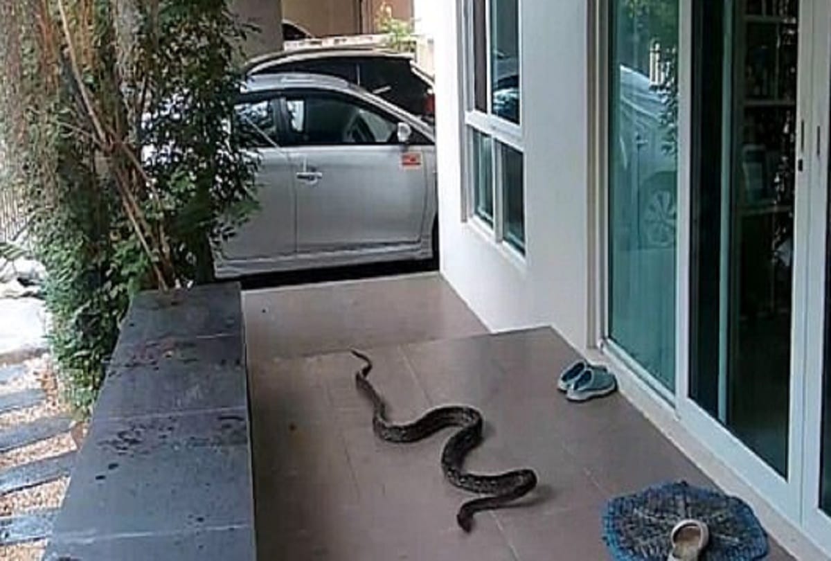Hungry snake tries eat pet cat in thailand