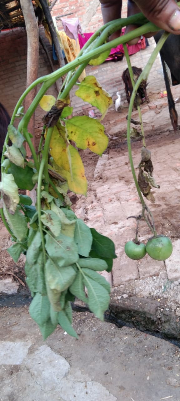 Farmers bewildered by the emergence of fruits like tomatoes in potato plant