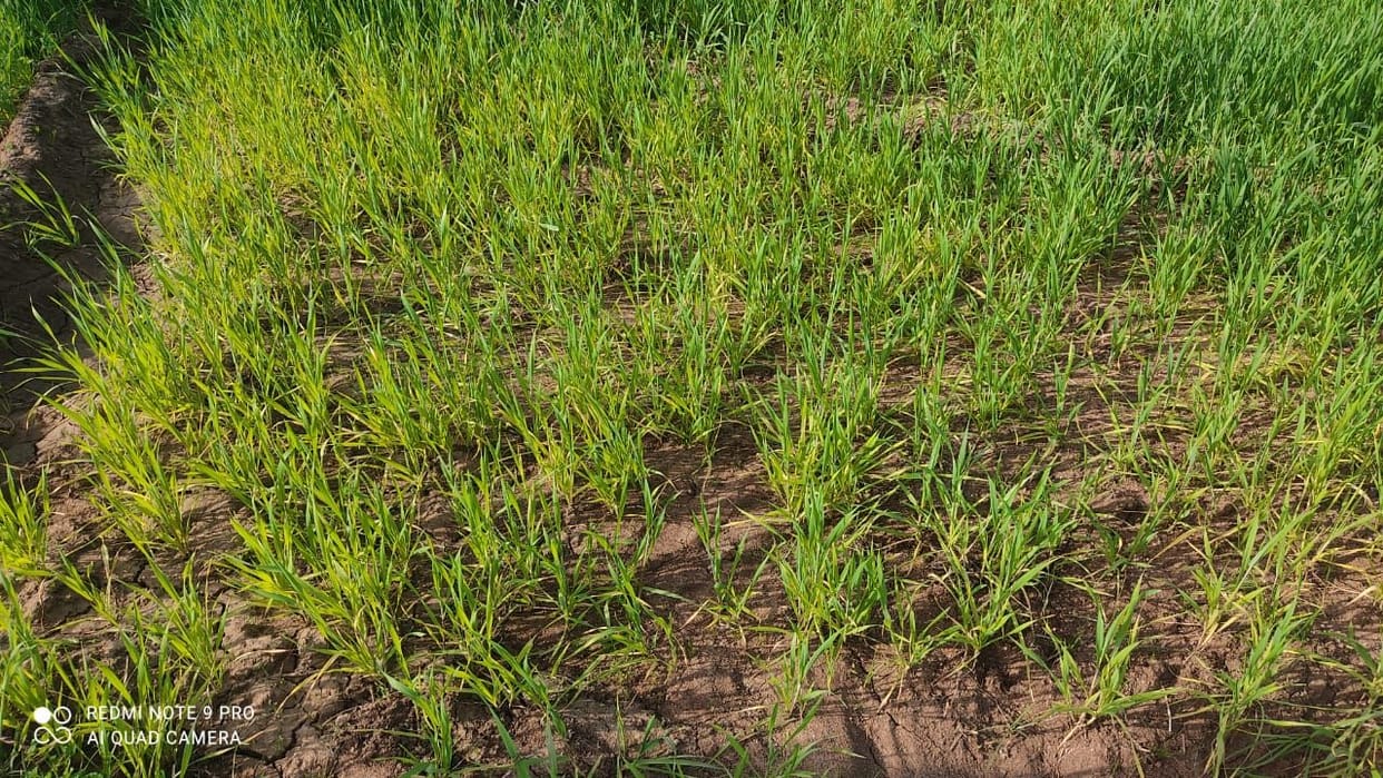 electric cut night, irrigation crisis