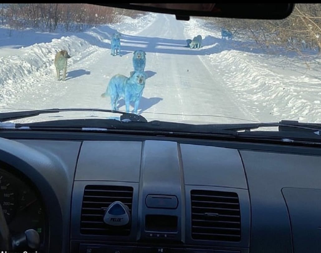 Stray dogs turned bright blue pollution chemical waste near Russian factory in Nizhny Novgorod city