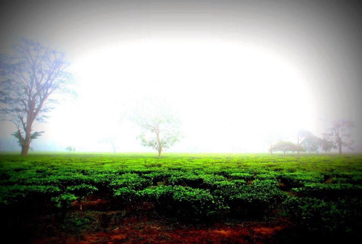 Dehradun Ambiwala area declared tea garden ban on new constructions