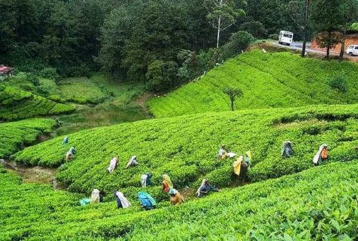 Assam government raised daily wage of tea workers