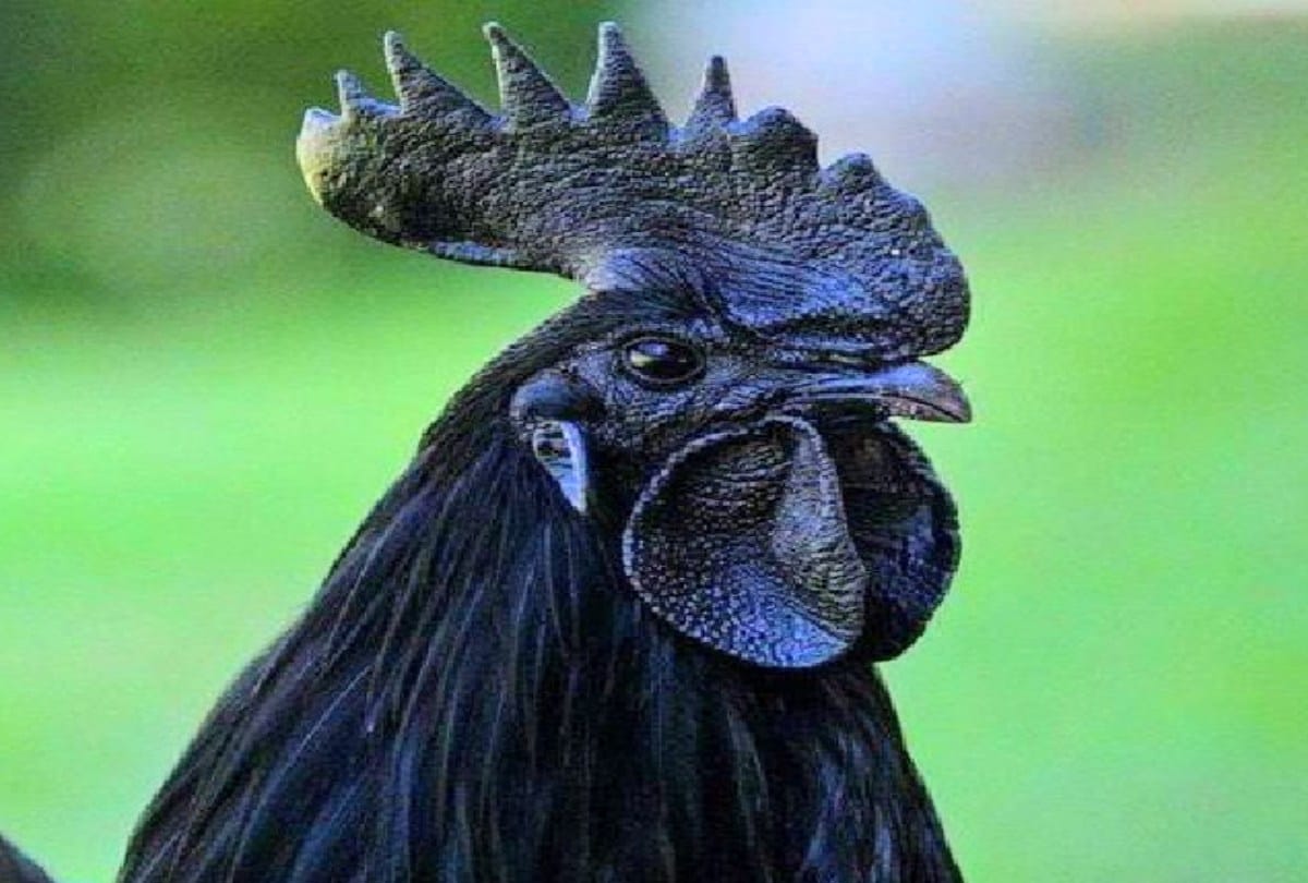 for the first time in Himachal rearing of Kadaknath Chicken, Farmers will benefit