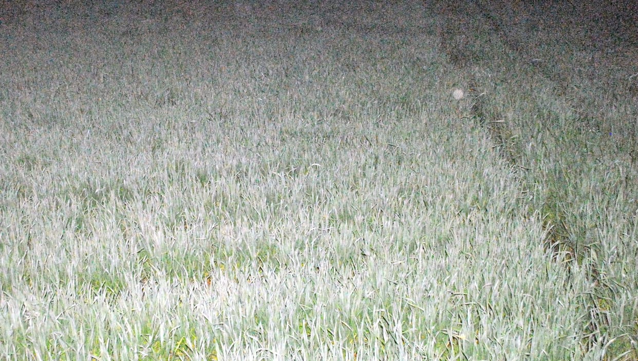 Increasing temperature effects on wheat, barley and barseem