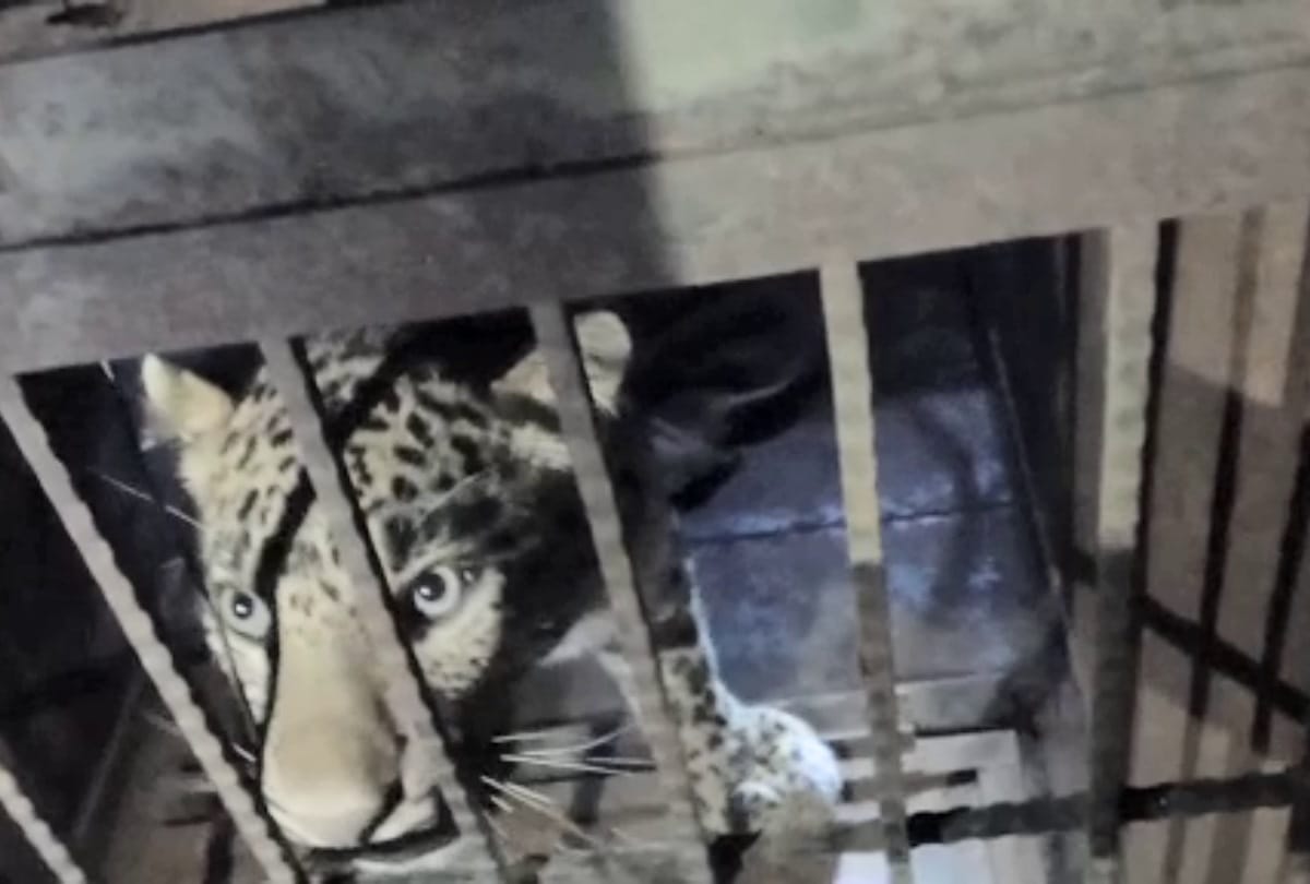 Human Rights Commission: Keep the man eater leopard that picked up children from Downdale shimla in captivity for life